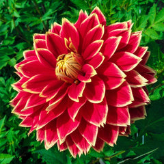【美品_即日発送】NORTHWAVE DAHLIA 24cm 22-23モデル 62445_medium.webp?v=1776121497
