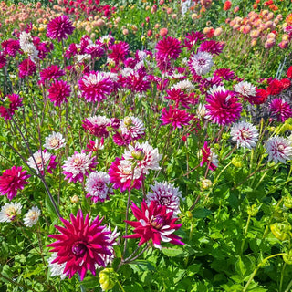 Rebecca's World Dahlia