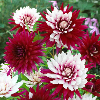 Rebecca's World Dahlia