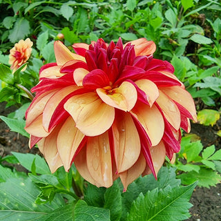 Crème de Cognac Dahlia