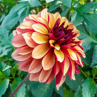 Crème de Cognac Dahlia