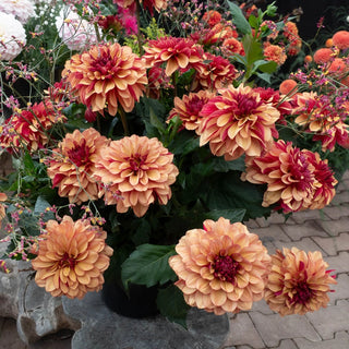 Crème de Cognac Dahlia