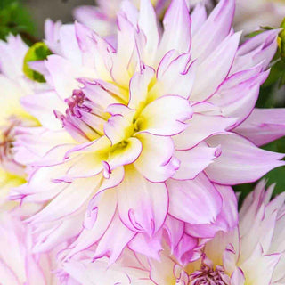 Crazy Love Dahlia