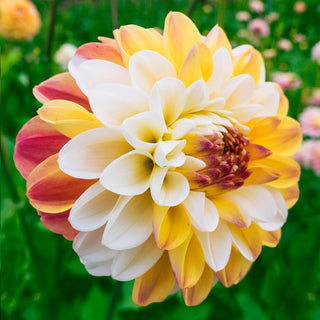 Double Jill Dahlia
