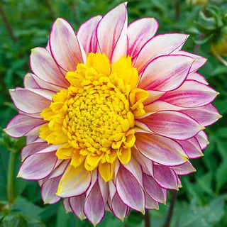 Polka Dahlia