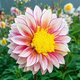 Polka Dahlia