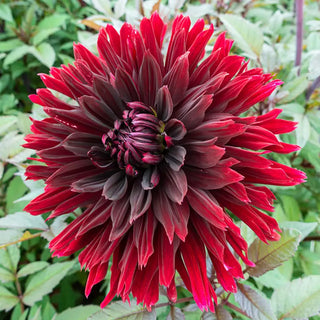 Black Jack Dahlia