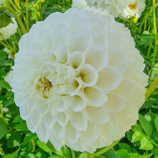 Boom Boom White Dahlia