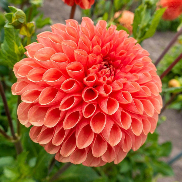 Buy Jowey Linda Dahlia | Giant Ball Dahlia Bulbs | Breck's
