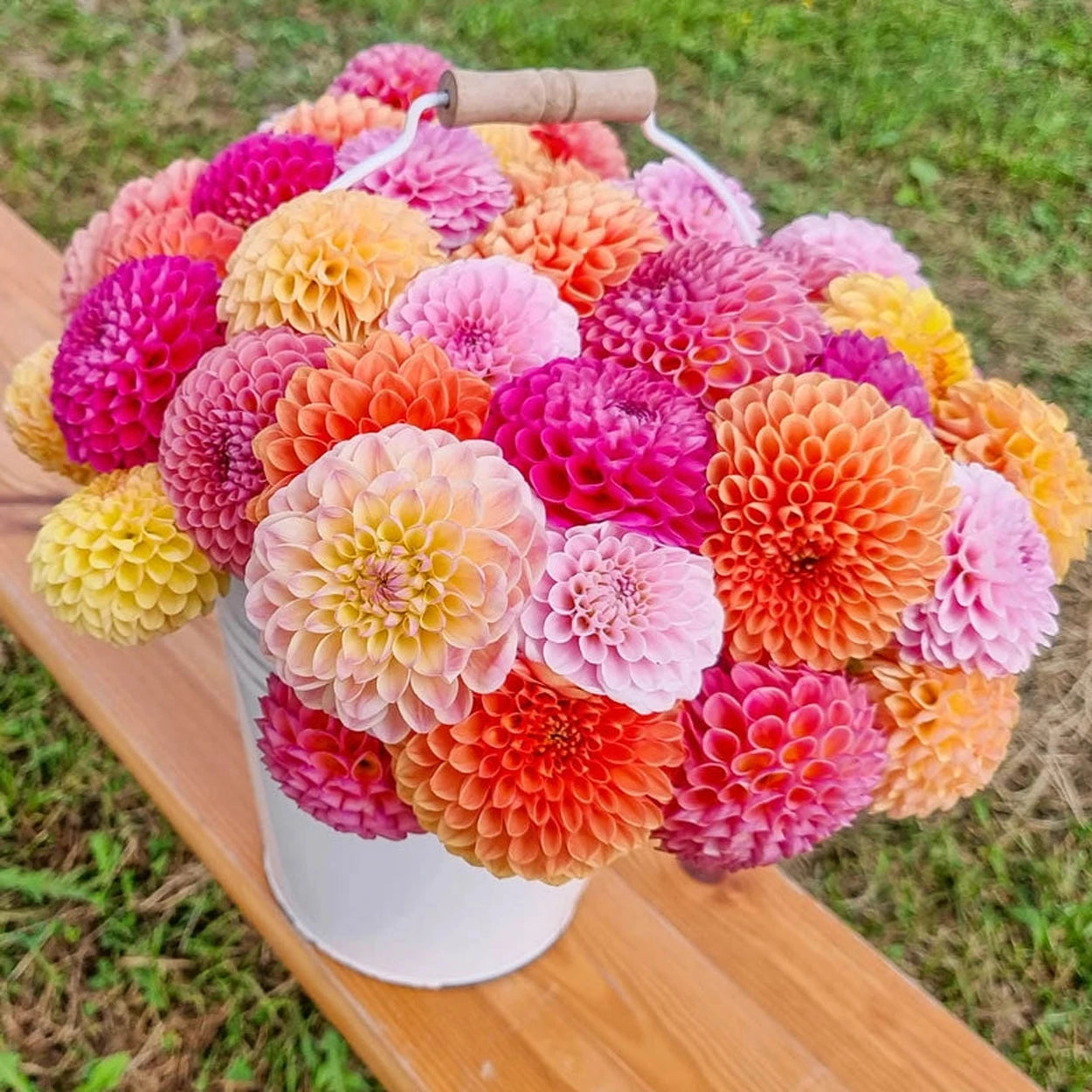 ball dahlia seeds Buy Giant Ball Dahlia Mixture Online | Dahlia Bulbs