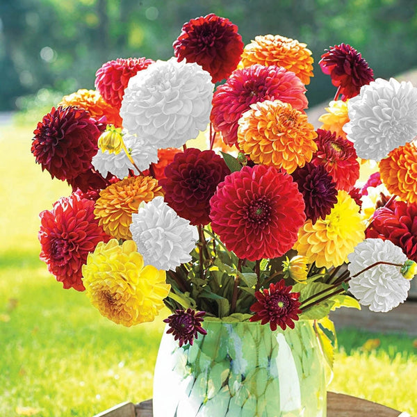 giant hybrid mix dahlia seed Buy Giant Ball Dahlia Mixture Online | Dahlia Bulbs