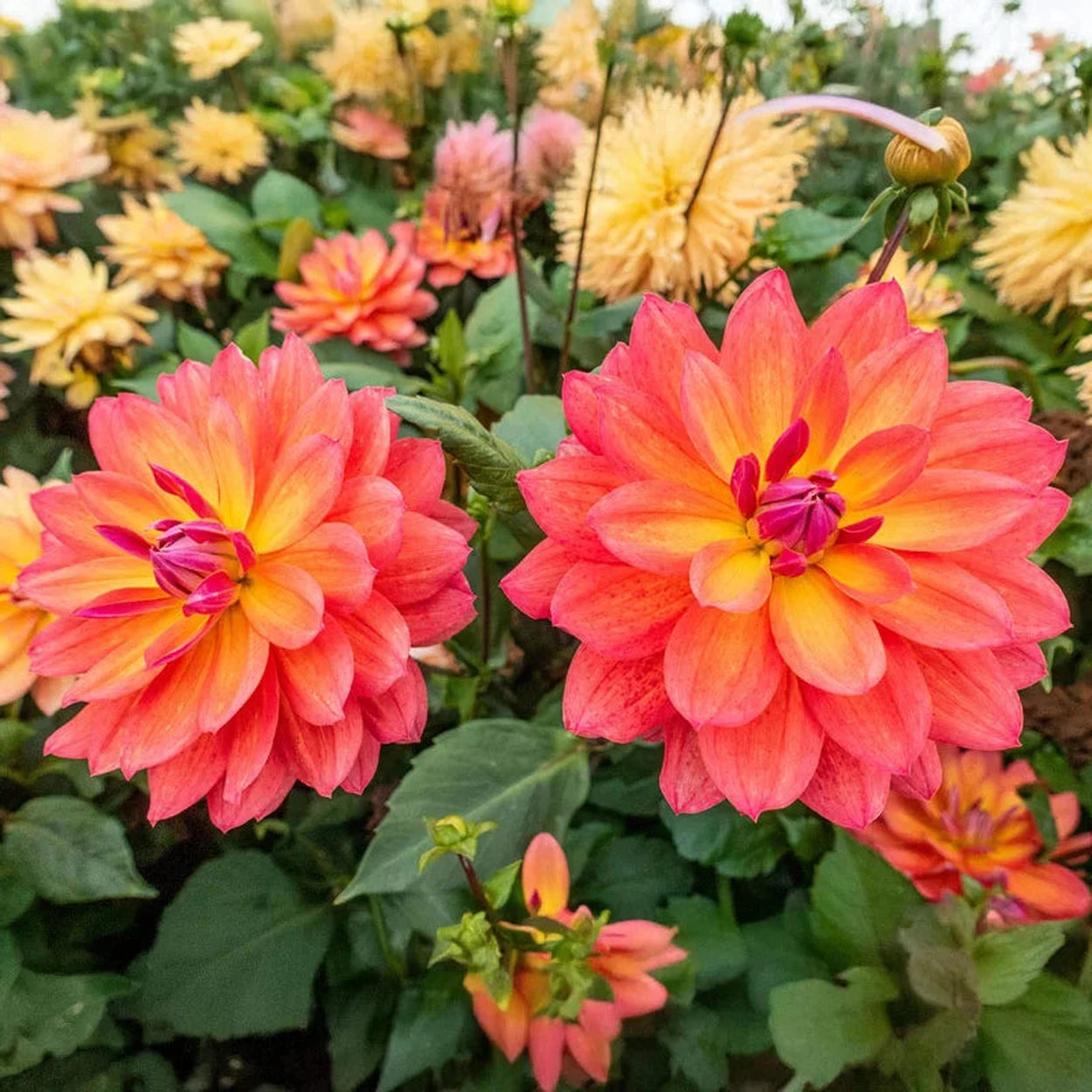 dahlia plant in pot Firepot Dahlia
