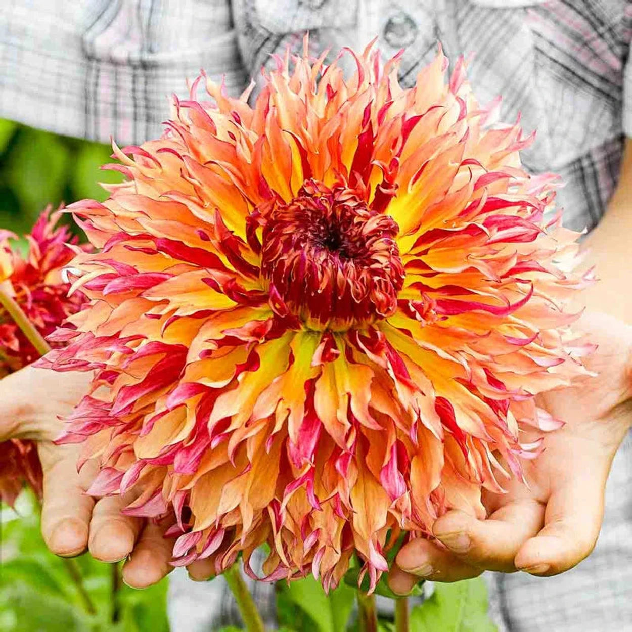myrtle's folly dahlia seeds Myrtle's Folly Dahlia