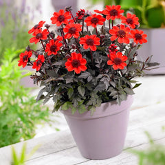 Buy Pulp Fiction Dahlia | Patio and Border Dahlias | Breck's