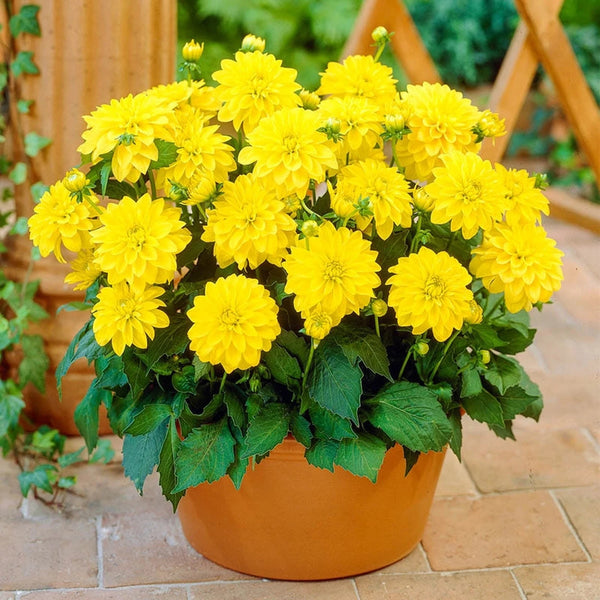 Buy Gallery Cezanne Dahlias | Spring Planted Bulbs | Breck's