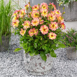 Pacific Ocean Dahlia