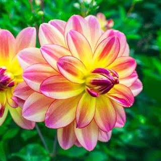 Pacific Ocean Dahlia