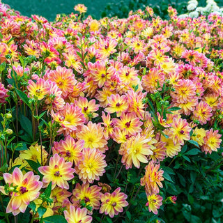 Pacific Ocean Dahlia