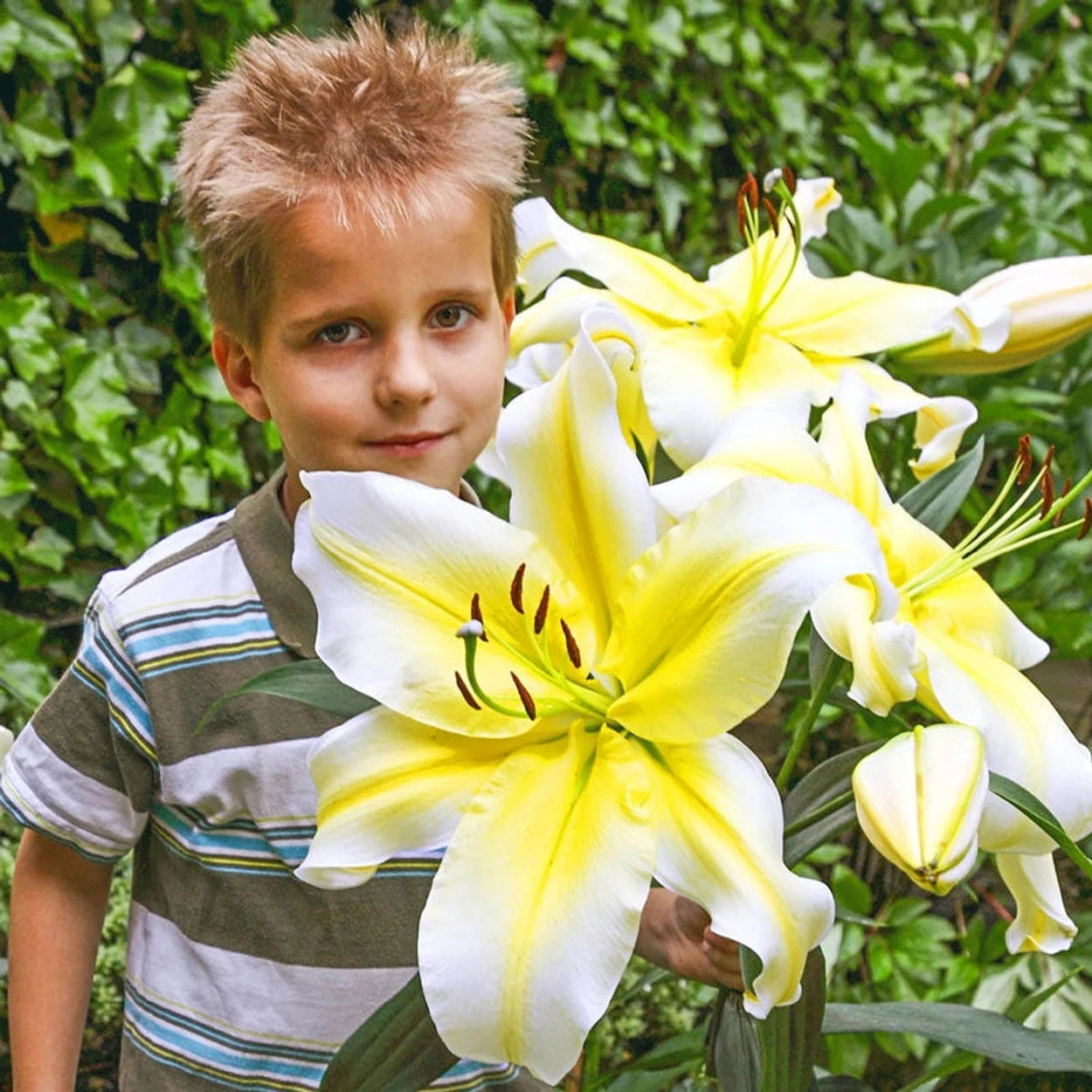 yellow lilies flower Conca d'Or Lily Tree®