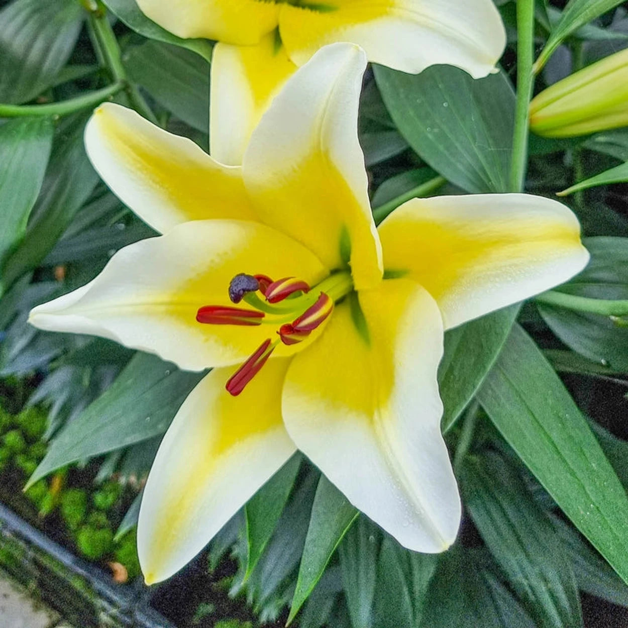 lily flower plant Conca d'Or Lily Tree®