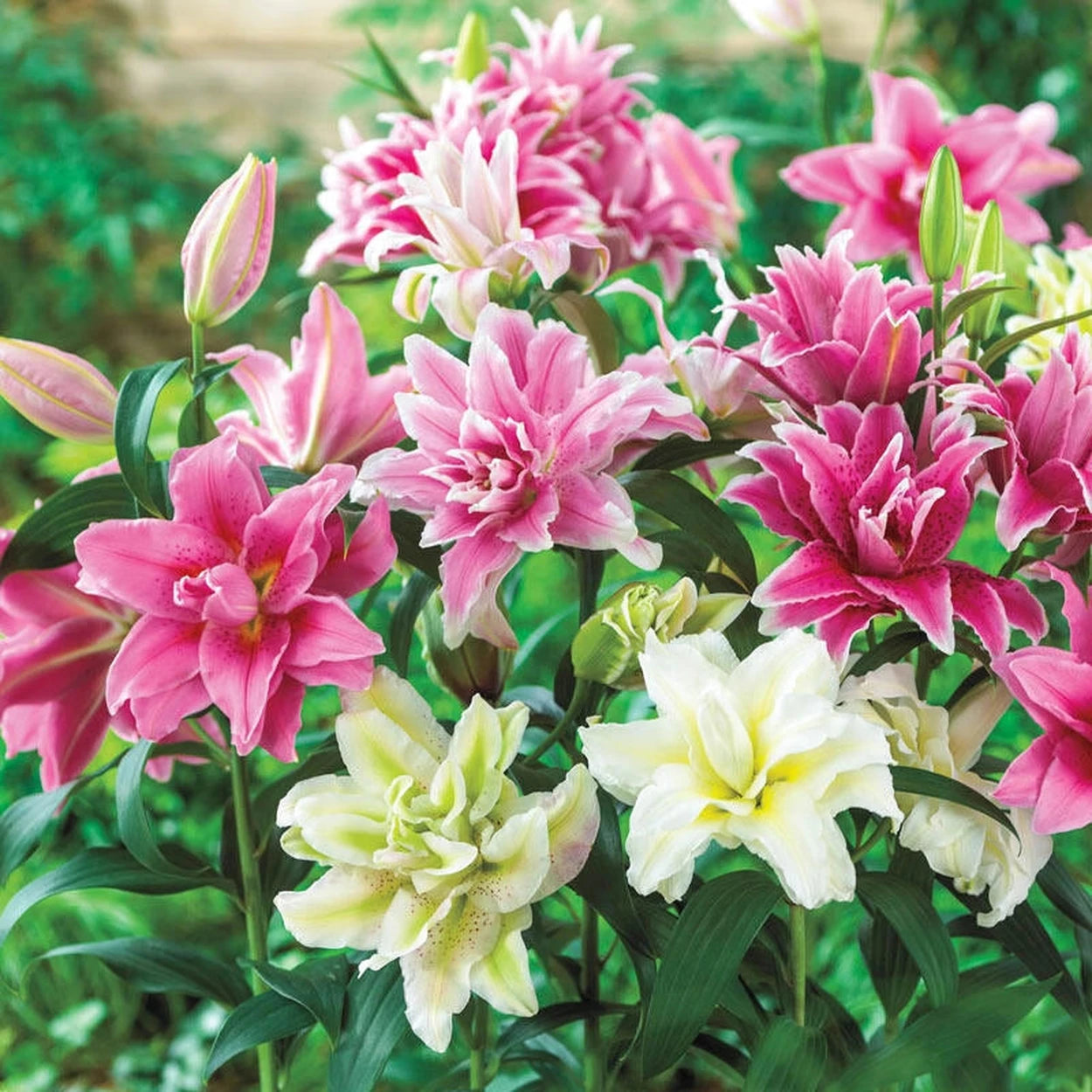 rose lily flower for sale Pollen-Free Roselily Mixture