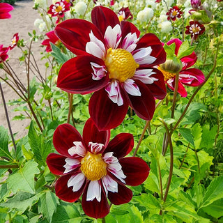 Night Butterfly Dahlia