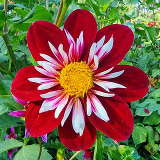 Night Butterfly Dahlia