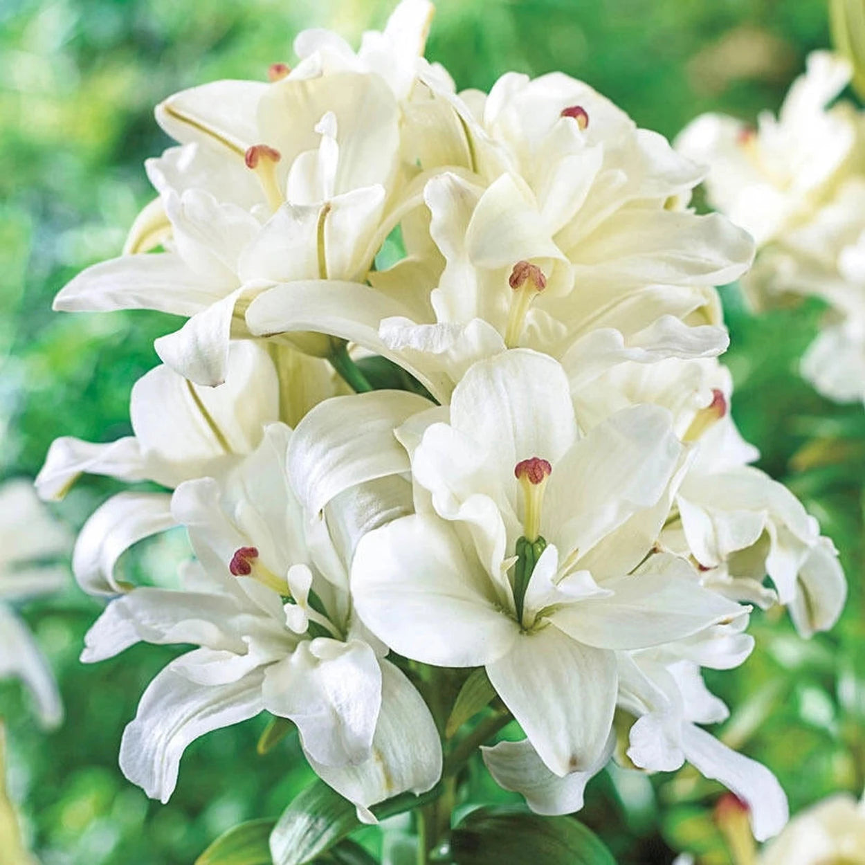 asiatic white lily Annemarie's Dream Double Asiatic Lily