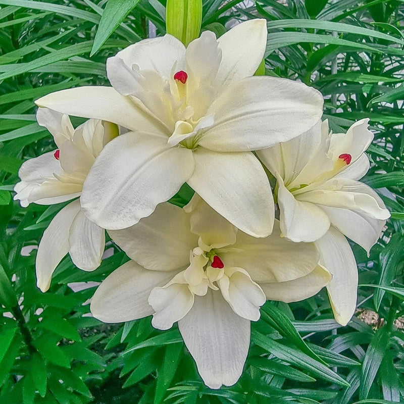 double asiatic lilies Annemarie's Dream Double Asiatic Lily