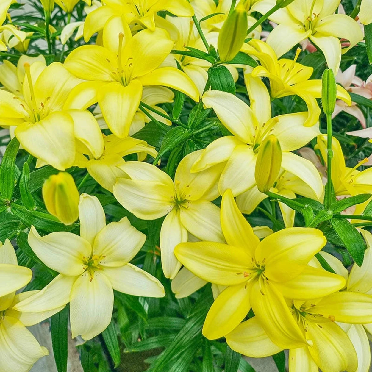 vanilla lily flower Easy Vanilla Lily