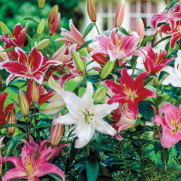 white lily mixes Mixed Oriental Lilies - Pink and White