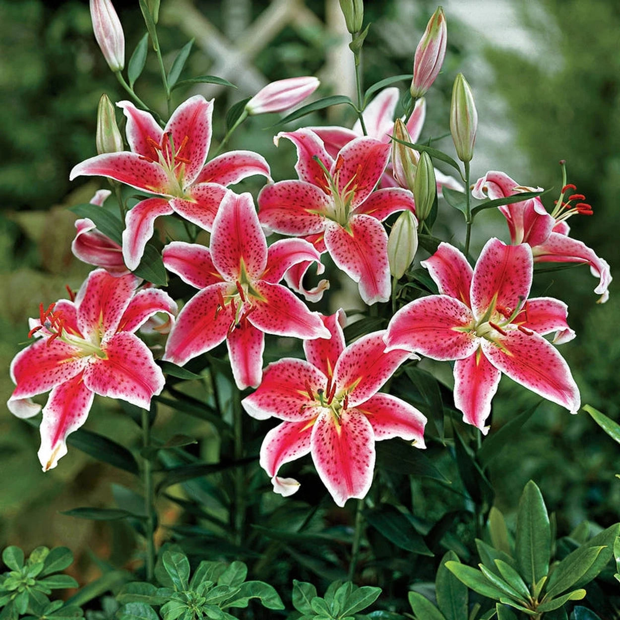 asiatic stargazer lily Stargazer Lily Bulbs - Pink Stargazer Lilies