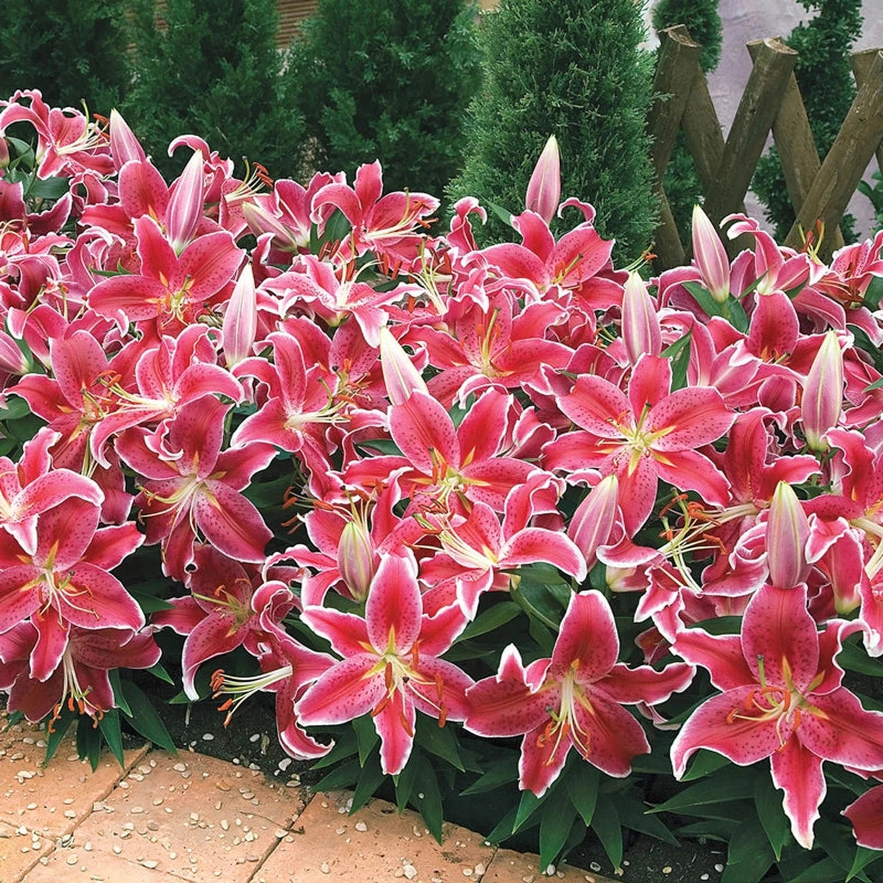 pink stargazer lily flower Stargazer Lily Bulbs - Pink Stargazer Lilies