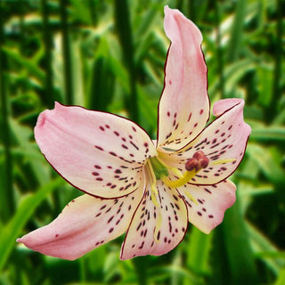 Corsage Tiger Lily