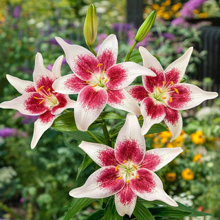 Strawberry Cream Lily