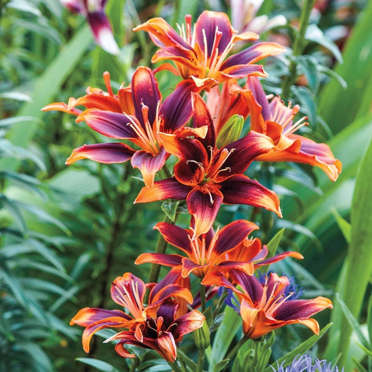 growing asiatic lilies from seed Forever Susan Asiatic Lily | Shop Online
