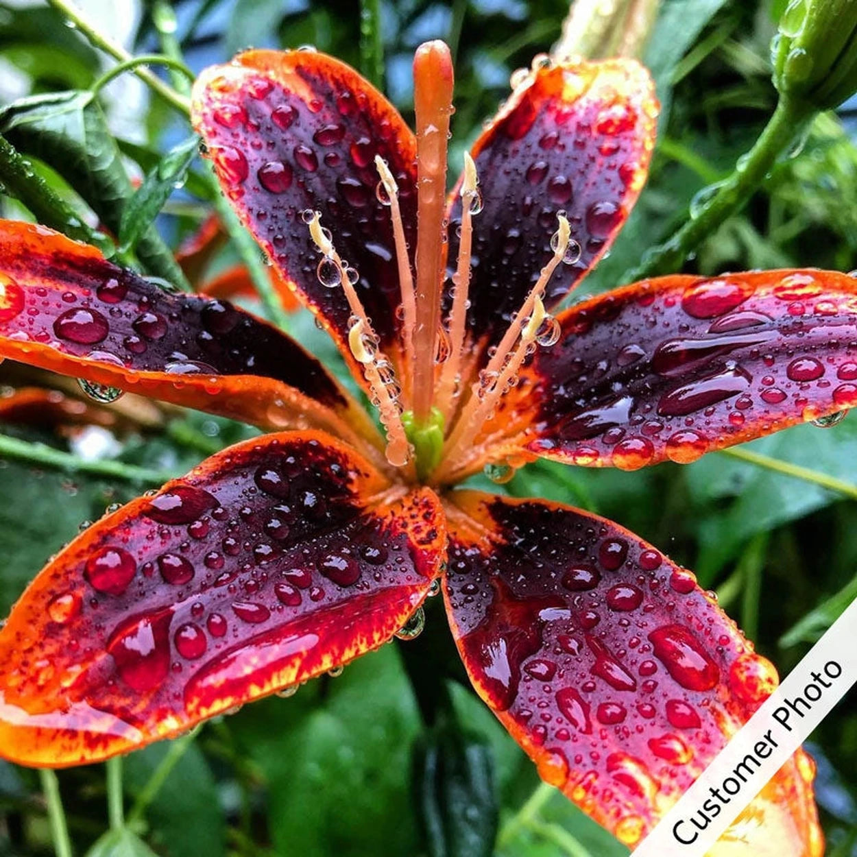 asiatic lily forever summer Forever Susan Asiatic Lily | Shop Online