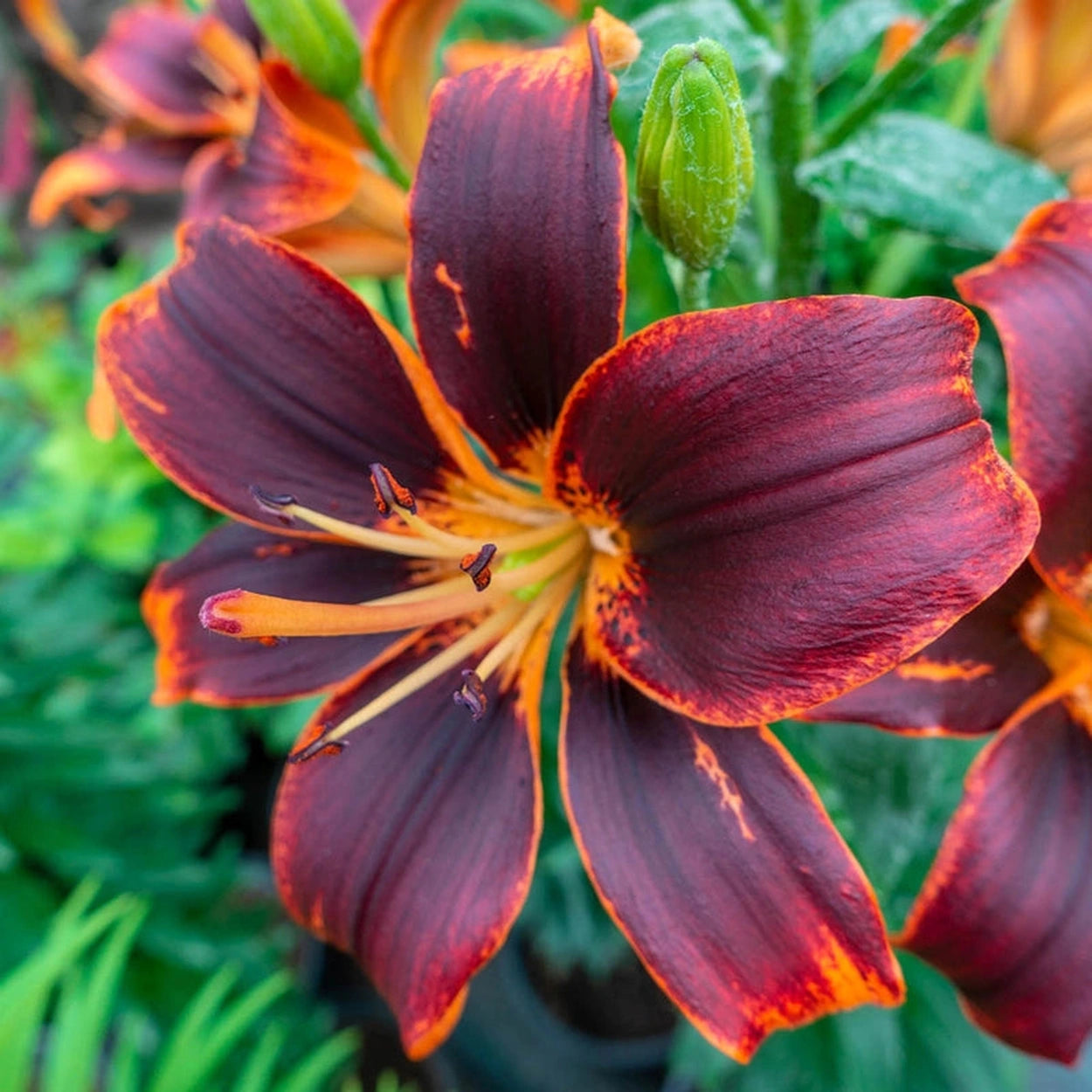 asiatic lily sun Forever Susan Lily