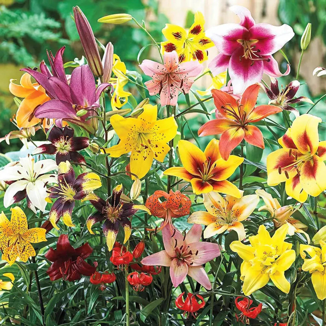 do asiatic lilies only bloom once a season Lily Sale | All Season Lily Mixture