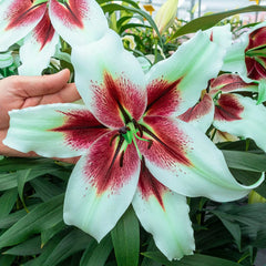 lilyです flower-bulbs-36768-64_1000.jpg