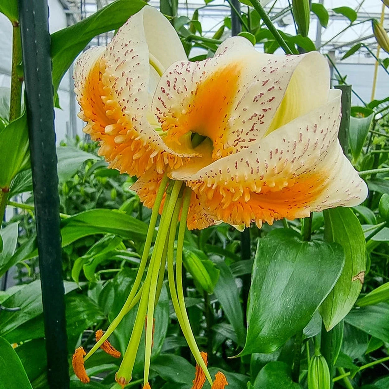 lily Lady Alice Turk's Cap Lily | Breck's