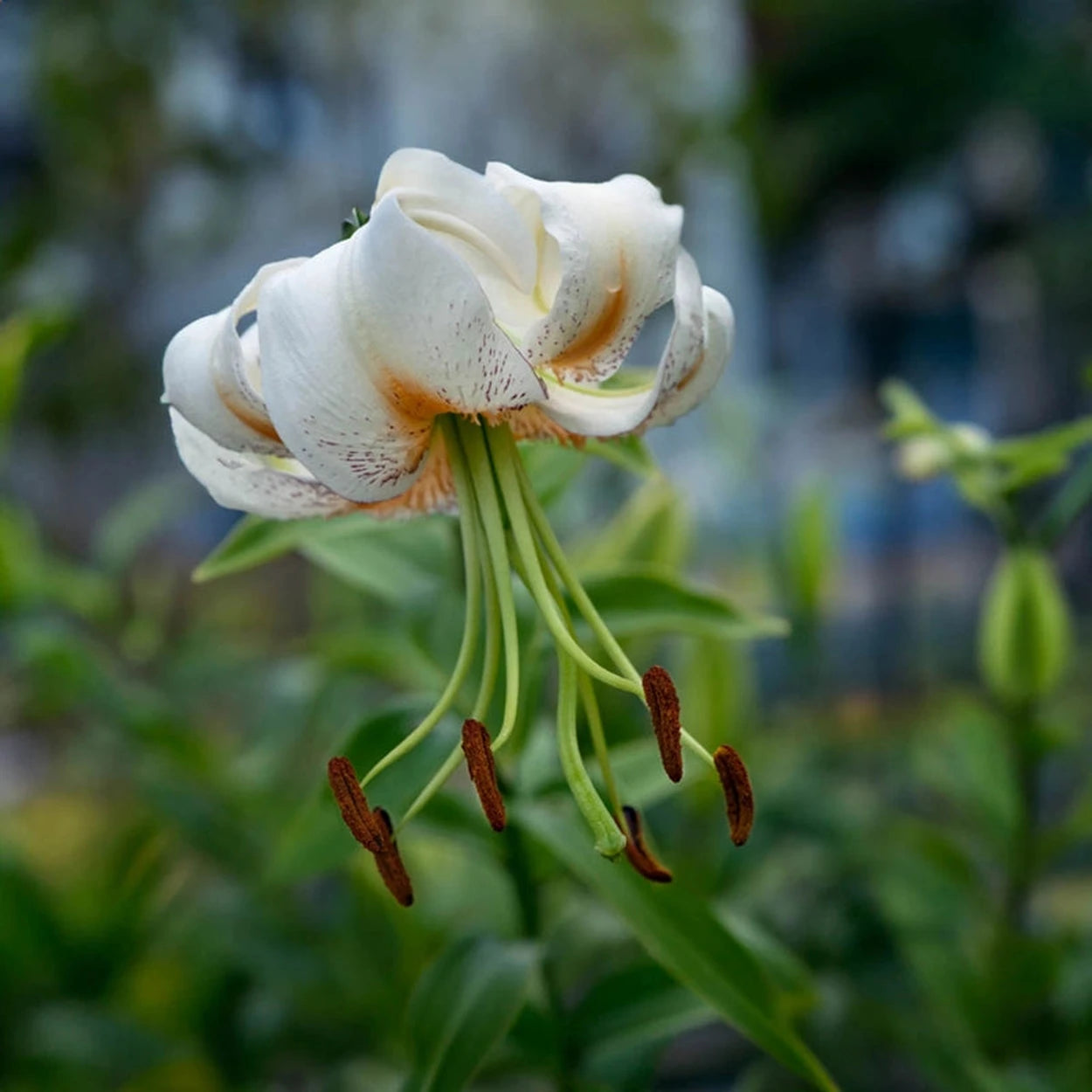 Lady Alice Turk's Cap Lily | Breck's