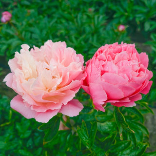 Pink Hawaiian Coral Peony