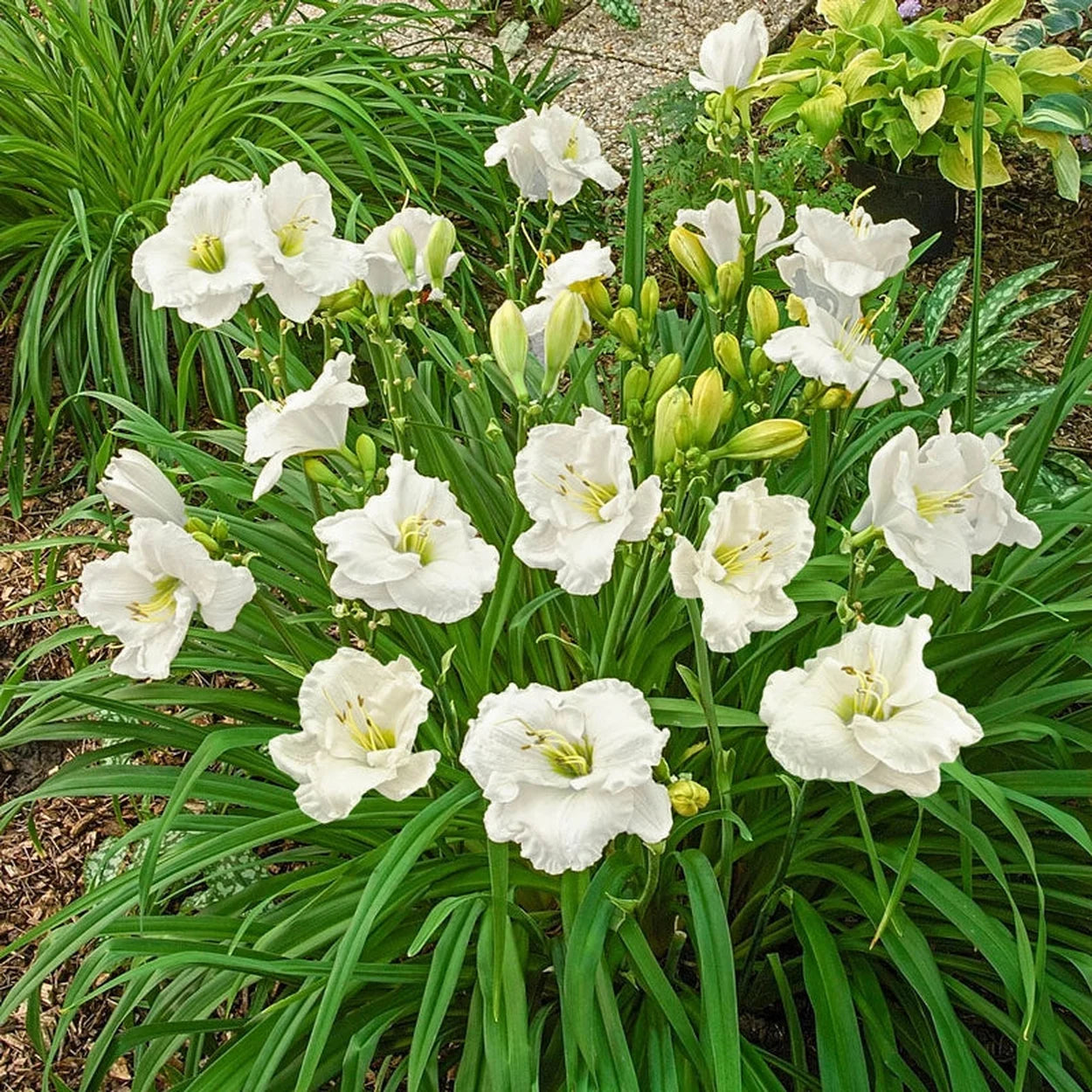 day lilies white Buy Cool It Reblooming Daylily | Hemerocallis