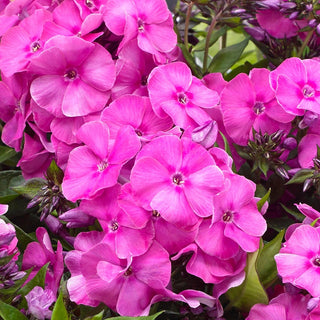 Primadonna Bambini® Phlox