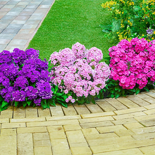 Primadonna Bambini® Phlox
