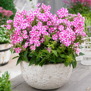 Candy Crush Bambini® Phlox