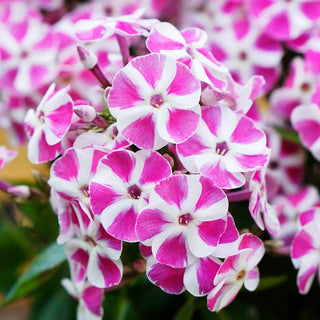 Candy Crush Bambini® Phlox