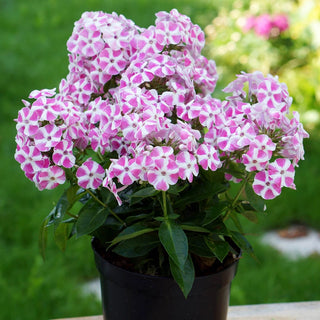 Candy Crush Bambini® Phlox