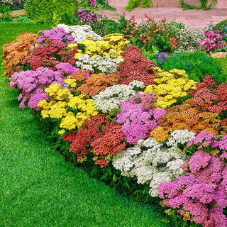 Rainbow Yarrow Mixture